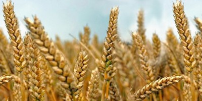 Il grano farro