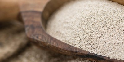 Il lievito per il pane, questo illustre microrganismo