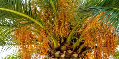 Olio di palma: cerchiamo di vederci chiaro